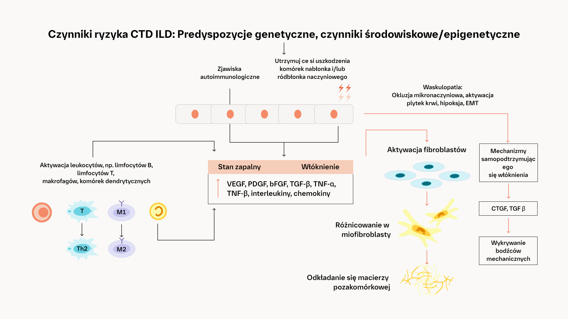 Samopodtrzymujące-włóknienie-płuc-mechanizmy