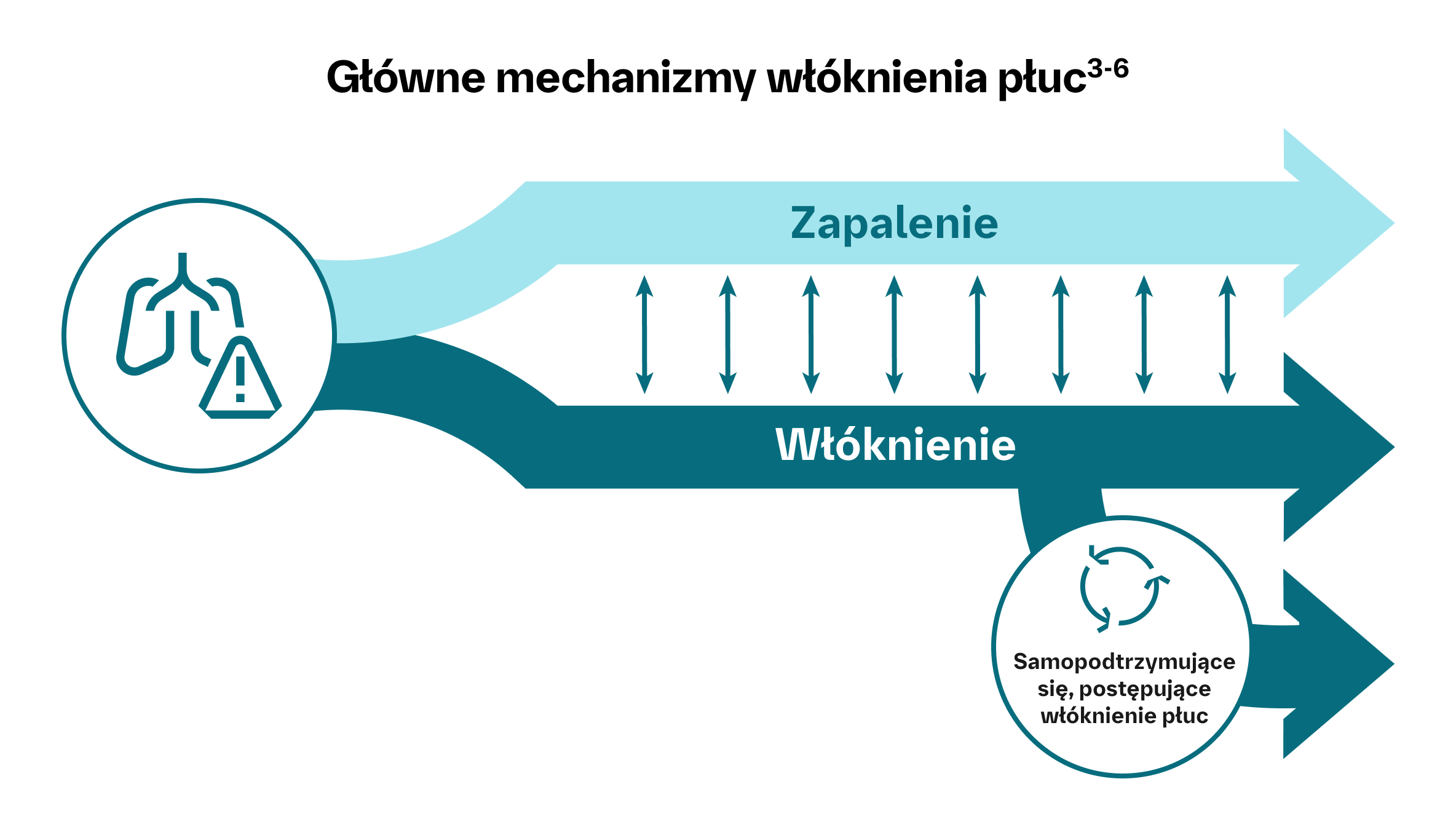 Główne mechanizmy włóknienia płuc
